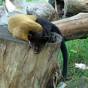 Zoo Wrocław 21.08.2011