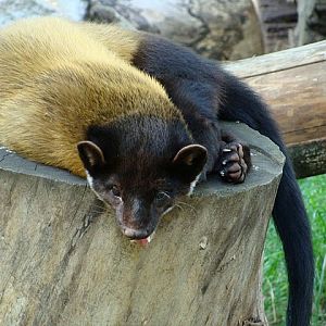 Zoo Wrocław 21.08.2011