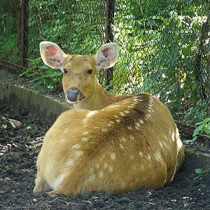 Zoo Wrocław 21.08.2011