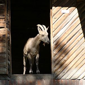Zoo Wrocław 21.08.2011