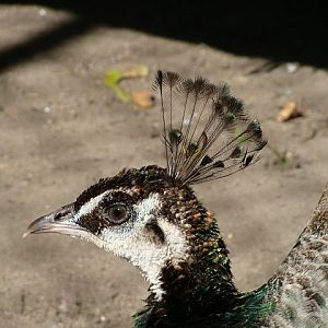 Zoo Wrocław 21.08.2011