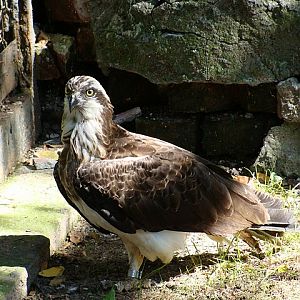 Zoo Wrocław 21.08.2011
