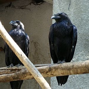 Zoo Wrocław 21.08.2011