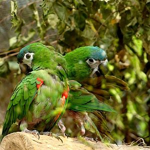 Zoo Wrocław 21.08.2011