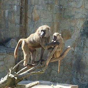 Zoo Wrocław 21.08.2011