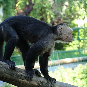 Zoo Wrocław 21.08.2011