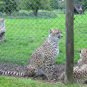 Cheetah - 04.08.2011