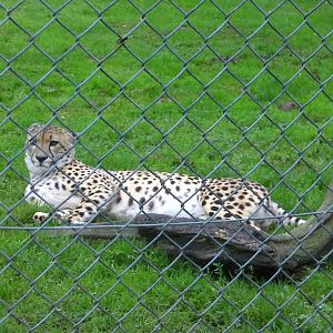 Cheeta - 04.08.2011