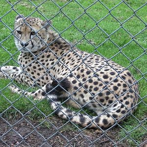 Cheetah - 04.08.2011