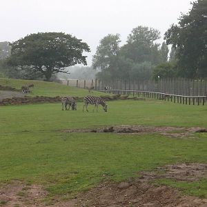 Plains of Africa - 04.08.2011