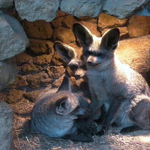 Bat Eared Foxes - 04.08.2011