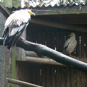 Woodland Walk - 04.08.2011