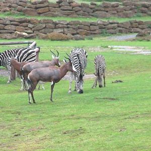 Plains of Africa - 04.08.2011