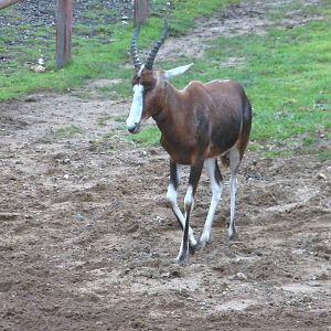 Blesbok - 04.08.2011