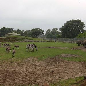 Plains of Africa - 04.08.2011