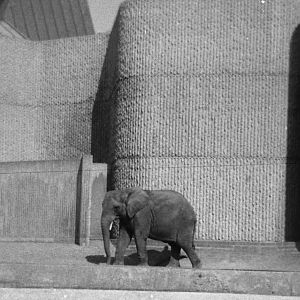 Elephant c1968, I think this may be Toto