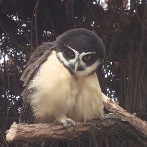 Spectacled Owl