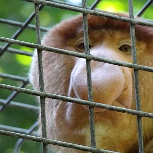 Proboscis monkey