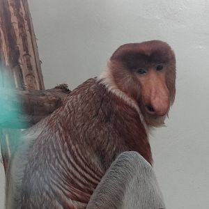 Proboscis monkey