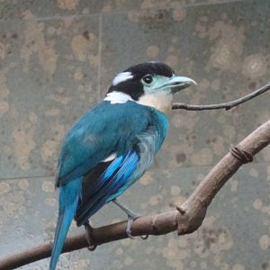 Psarisomus dalhousiae