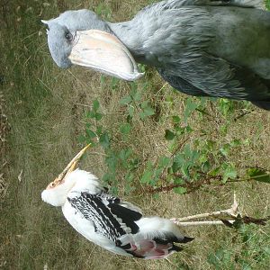 Shoebill/Painted stork