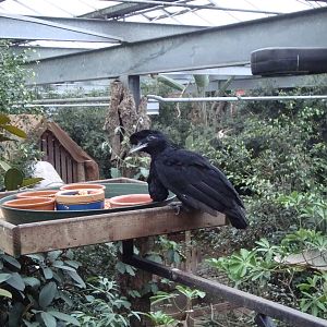 Cephalopterus penduliger