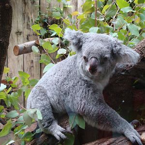 Phascolarctos cinereus adustus