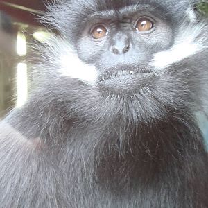 Trachypithecus francoisi francoisi