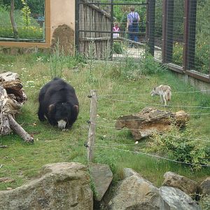 Sloth bear/Golden jackal