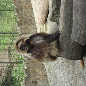 Theropithecus gelada
