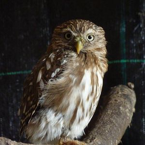 Ferruginous pygmy owl