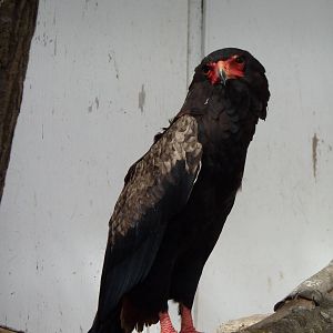 Bateleur