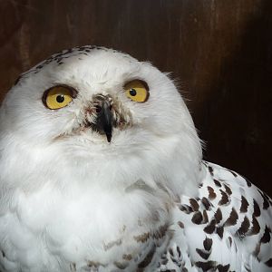 Crystal the snowy owl