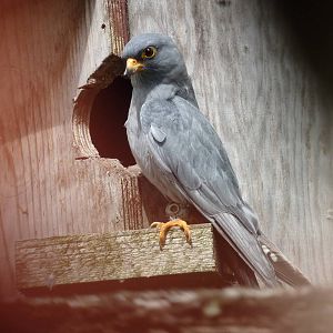 Eve the red-footed falcon