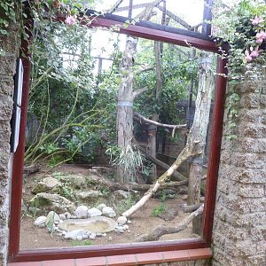 victorian crown pigeon exhibit
