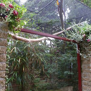 Blue and yellow macaw exhibit