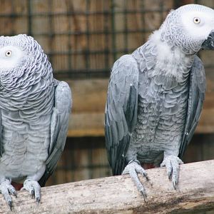 Parrot-fest 6th September 2010