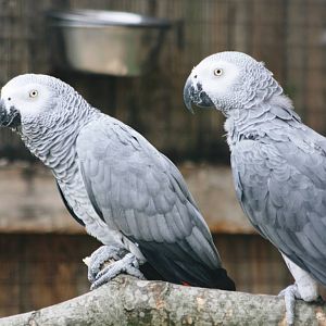 Parrot-fest 6th September 2010