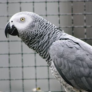 Parrot-fest 6th September 2010