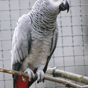 Parrot-fest 6th September 2010