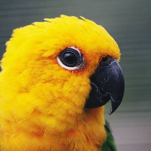 Parrot-fest 6th September 2010