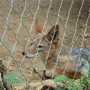 Black-backed jackal