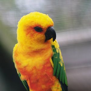 Parrot-fest 6th September 2010