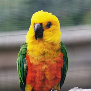 Parrot-fest 6th September 2010