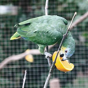 Parrot-fest 6th September 2010