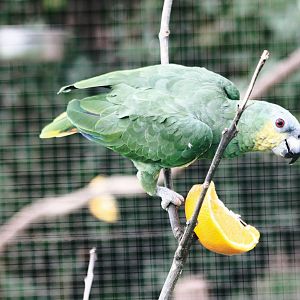 Parrot-fest 6th September 2010