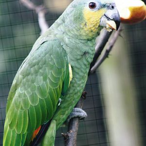 Parrot-fest 6th September 2010