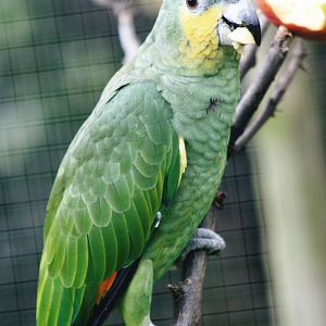 Parrot-fest 6th September 2010