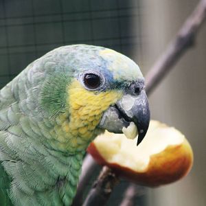 Parrot-fest 6th September 2010