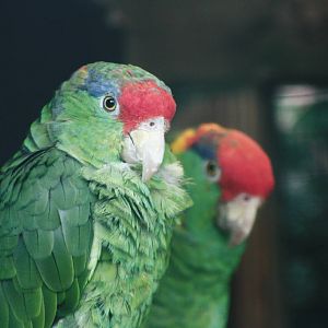 Parrot-fest 6th September 2010